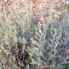 Hibbertia obtusifolia (Grey Guinea-flower) at Majura, ACT - 10 Jul 2020 by MPW