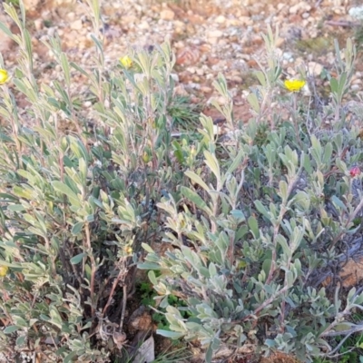 Hibbertia obtusifolia (Grey Guinea-flower) at Majura, ACT - 10 Jul 2020 by MAX