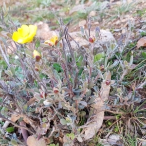 Hibbertia obtusifolia at Majura, ACT - 10 Jul 2020