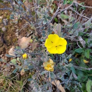 Hibbertia obtusifolia at Majura, ACT - 10 Jul 2020