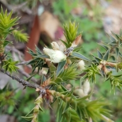 Melichrus urceolatus (Urn Heath) at Mount Majura - 13 Jul 2020 by MAX