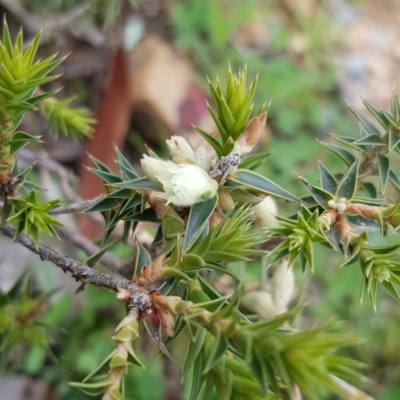 Melichrus urceolatus (Urn Heath) at Majura, ACT - 13 Jul 2020 by MAX