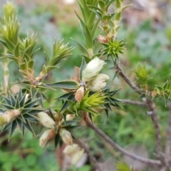 Melichrus urceolatus at Majura, ACT - 13 Jul 2020