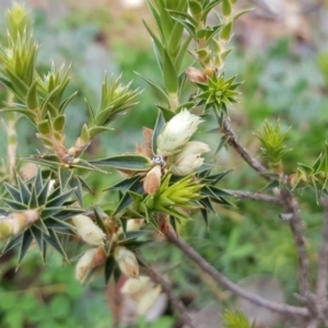 Melichrus urceolatus at Majura, ACT - 13 Jul 2020