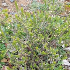 Melichrus urceolatus at Majura, ACT - 13 Jul 2020