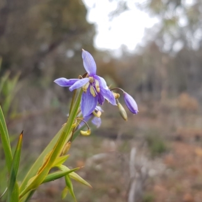 Stypandra glauca (Nodding Blue Lily) at Gungahlin, ACT - 13 Jul 2020 by MPW