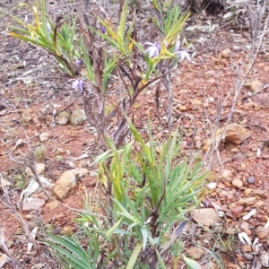 Stypandra glauca at Gungahlin, ACT - 13 Jul 2020