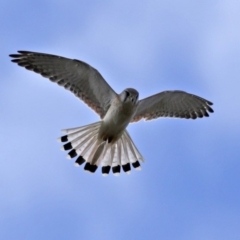 Falco cenchroides (Nankeen Kestrel) at Fyshwick, ACT - 16 Jul 2020 by RodDeb