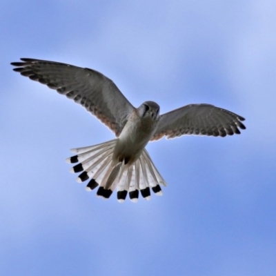 Falco cenchroides (Nankeen Kestrel) at Jerrabomberra Wetlands - 16 Jul 2020 by RodDeb