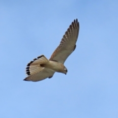 Falco cenchroides at Fyshwick, ACT - 16 Jul 2020