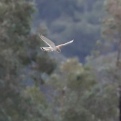 Falco cenchroides at Fyshwick, ACT - 16 Jul 2020