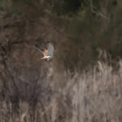 Falco cenchroides at Fyshwick, ACT - 16 Jul 2020