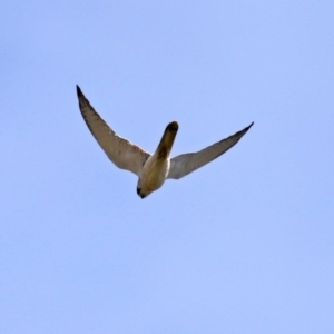 Falco cenchroides at Fyshwick, ACT - 16 Jul 2020