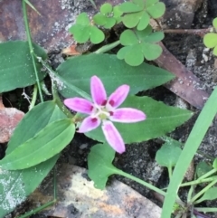 Schelhammera undulata (Lilac Lily) at EDM Private Property - 15 Jul 2020 by Evelynm