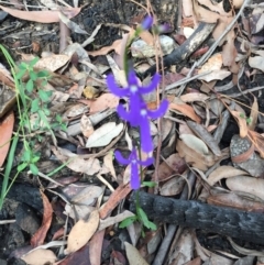 Lobelia dentata (Toothed Lobelia) at EDM Private Property - 15 Jul 2020 by Evelynm