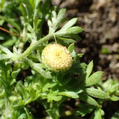 Cotula australis (Common Cotula, Carrot Weed) at Stony Creek - 15 Jul 2020 by RWPurdie