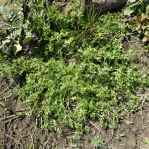 Cotula australis at Coree, ACT - 15 Jul 2020 11:02 PM