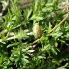 Cotula australis at Coree, ACT - 15 Jul 2020 11:02 PM