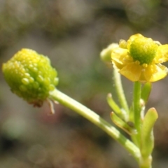 Ranunculus sceleratus subsp. sceleratus (Celery-leaved Buttercup, Celery Buttercup) at Uriarra Recreation Reserve - 15 Jul 2020 by RWPurdie