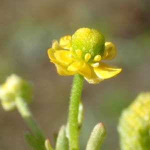 Ranunculus sceleratus subsp. sceleratus at Coree, ACT - 15 Jul 2020