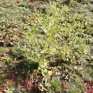 Ranunculus sceleratus subsp. sceleratus at Coree, ACT - 15 Jul 2020