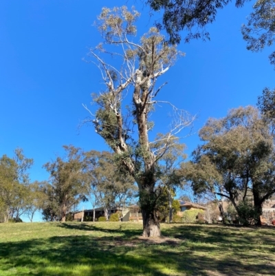 Eucalyptus blakelyi (Blakely's Red Gum) at Wanniassa, ACT - 16 Jul 2020 by jks