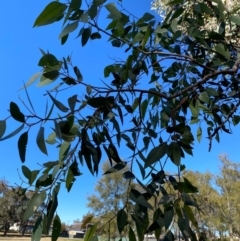 Eucalyptus blakelyi at Wanniassa, ACT - 16 Jul 2020 03:58 PM