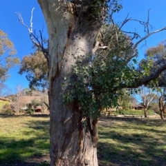 Eucalyptus blakelyi at Wanniassa, ACT - 16 Jul 2020 03:58 PM