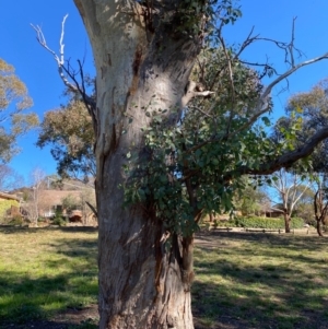 Eucalyptus blakelyi at Wanniassa, ACT - 16 Jul 2020