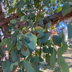 Eucalyptus blakelyi at Wanniassa, ACT - 16 Jul 2020 03:58 PM