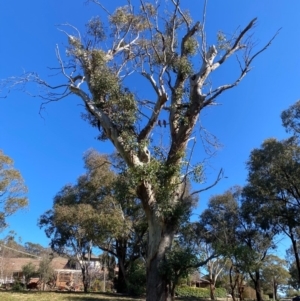 Eucalyptus blakelyi at Wanniassa, ACT - 16 Jul 2020 03:58 PM