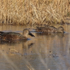 Spatula rhynchotis (Australasian Shoveler) at Fyshwick, ACT - 16 Jul 2020 by RodDeb