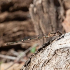 Austrolestes leda (Wandering Ringtail) at Hackett, ACT - 17 Jul 2020 by rawshorty