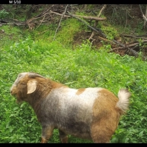 Capra hircus at Yalwal, NSW - 14 Jul 2020 02:28 PM