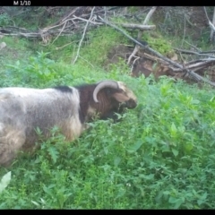 Capra hircus at Yalwal, NSW - 14 Jul 2020