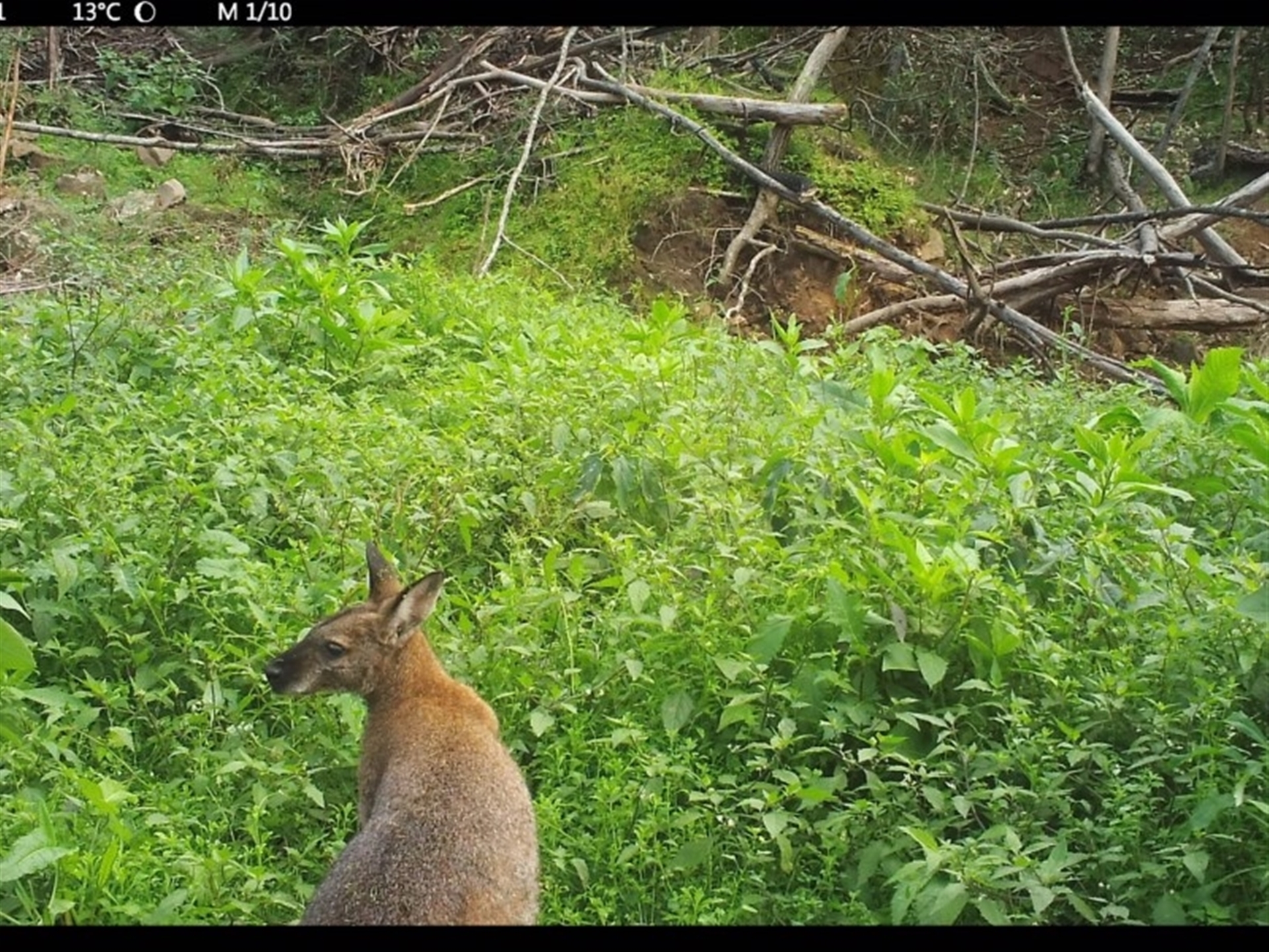 Notamacropus rufogriseus at Yalwal, NSW - 16 Jul 2020 10:33 AM