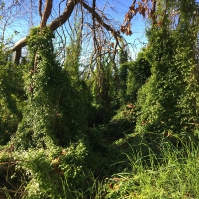 Asparagus asparagoides (Bridal Creeper, Florist's Smilax) at Leneva, VIC - 17 Jul 2020 by Alburyconservationcompany