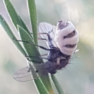 Entomophthora sp. (genus) at Denman Prospect, ACT - 17 Jul 2020