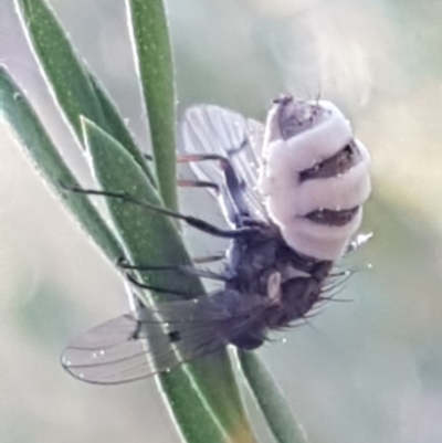 Entomophthora sp. (genus) (Puppeteer Fungus) at Denman Prospect, ACT - 17 Jul 2020 by trevorpreston