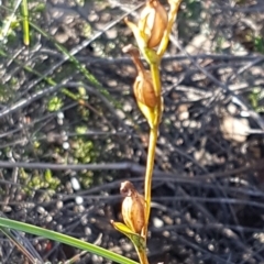 Speculantha rubescens (Blushing Tiny Greenhood) at Block 402 - 17 Jul 2020 by trevorpreston
