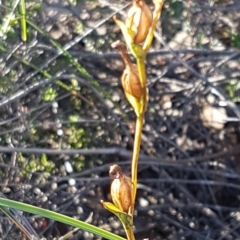 Speculantha rubescens (Blushing Tiny Greenhood) at Denman Prospect, ACT - 17 Jul 2020 by trevorpreston