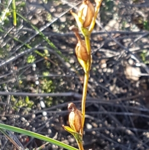 Speculantha rubescens at Denman Prospect, ACT - 17 Jul 2020