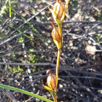 Speculantha rubescens (Blushing Tiny Greenhood) at Denman Prospect, ACT - 17 Jul 2020 by tpreston