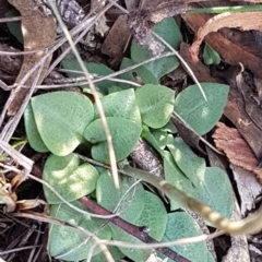 Speculantha rubescens at Denman Prospect, ACT - 17 Jul 2020