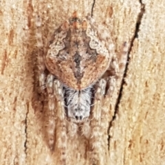 Socca pustulosa (Knobbled Orbweaver) at Piney Ridge - 17 Jul 2020 by tpreston