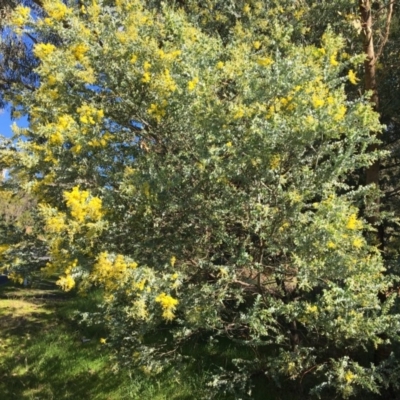 Acacia podalyriifolia (Queensland Silver Wattle) at Wodonga - 17 Jul 2020 by Alburyconservationcompany