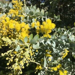 Acacia podalyriifolia at Wodonga - 17 Jul 2020