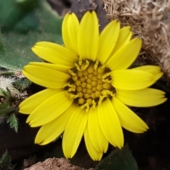 Cymbonotus sp. (preissianus or lawsonianus) (Bears Ears) at Denman Prospect, ACT - 17 Jul 2020 by tpreston