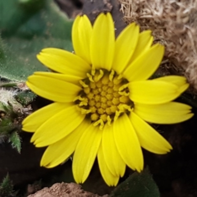 Cymbonotus sp. (preissianus or lawsonianus) (Bears Ears) at Block 402 - 17 Jul 2020 by trevorpreston