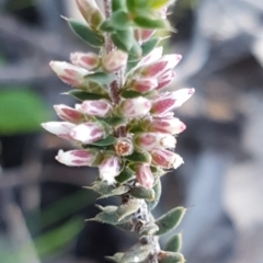 Leucopogon attenuatus (Small-leaved Beard Heath) at Block 402 - 17 Jul 2020 by trevorpreston